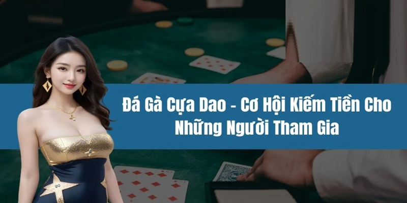 Đá gà cựa dao